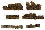 Fossil Mosasaur (Platecarpus) Vertebra String - South Dakota #322098-3